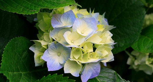 Hydrangeas